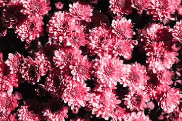Pink chrysanthemum background. Color flower texture. Closeup macro pattern. Floral texture. Sunlight natural petal pattern.