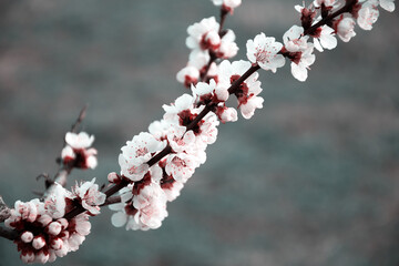 flowering branch with white flowers