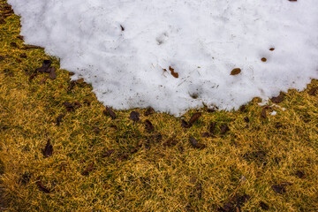 Beautiful spring view of remains of melted snow on yellow lawn in garden.