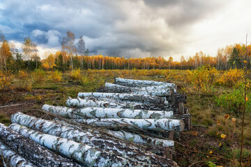 Fototapeta premium Birch firewood in the autumn birch forest. Preparing for winter in the countryside. 