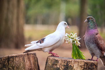 A pair of doves and a bouquet of snowdrops on stumps in the park.