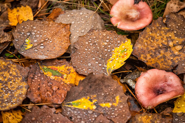 Autumn fallen leaves in raindrops and forest russula mushrooms. View from above . natural autumn look. - obrazy, fototapety, plakaty