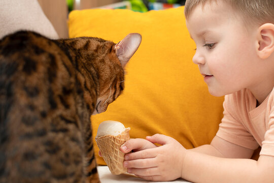 A little cute boy feeds a domestic red leopard bengal cat with ice cream in a waffle cup.