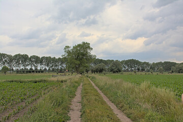 Fototapeta na wymiar Dirtroad through the flemish countryside on a sunny summer day