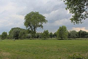 Summer landscape with green meadows and willow trees under a cloudy sky in the Flemish countryside © Kristof Lauwers