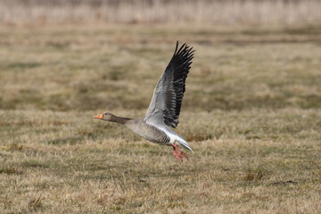 Wild goose in flight, greylag goose