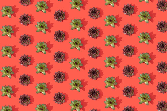Creative pattern of sempervivum tectorum on a sunny red background. Minimal natural flat lay.