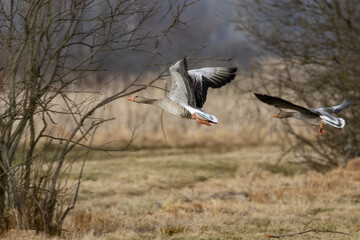 Wild geese in flight, greylag