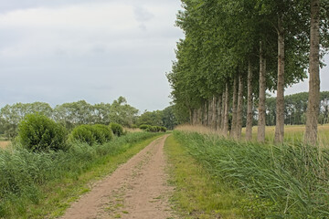 Fototapeta na wymiar Dirtroad lined with poplar and willow trees through the fields of Bruges, Flanders, Belgium