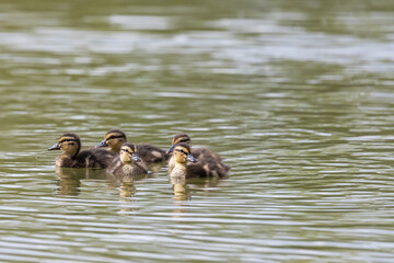 A flock of little ducklings swim under the supervision of a large duck along the pond. Photo of wild nature.