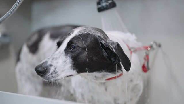washing dog by shower in bathroom, owner or groomer is pouring water from up