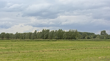 Summer landscape with green meadows and willow trees under a cloudy sky in the Flemish countryside © Kristof Lauwers