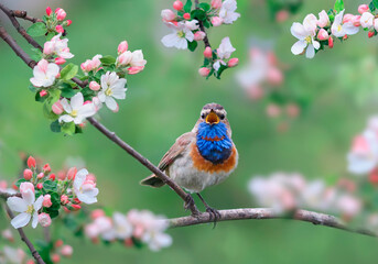  bluethroat bird sits on a branch in spring blooming garden and singing