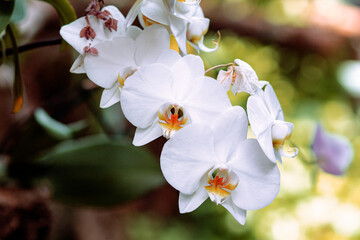 Bouquet of bright white orchids in the garden.