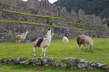 llammas in machu picchu