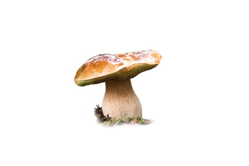 porcini mushroom isolated on white background