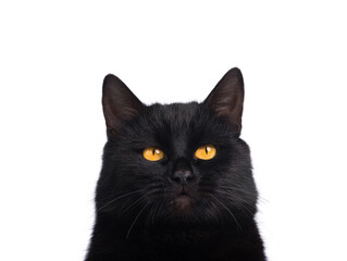 portrait  black cat isolated on white background