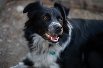 close up of dog outdoors