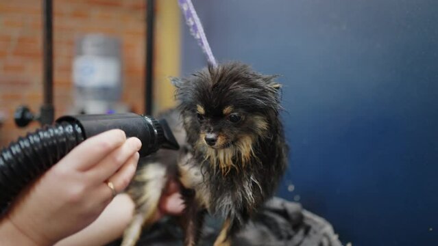 groomer is drying hair of black pomeranian spitz in grooming salon for pets, professional care
