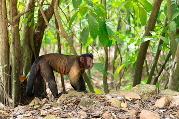 capuchin monkey in wildlife nature with copy space. capuchin monkey in wildlife or zoo.