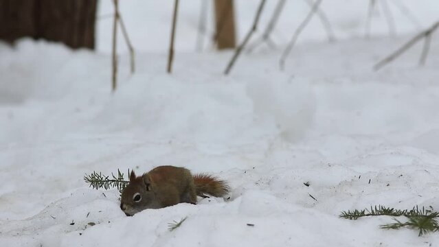 &Eacute;cureuil sur la neige en hiver	
