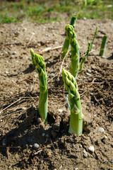Frischer grüner Spargel als close-up auf dem Feld während der Erntezeit an einem sonnigen Sommertag
