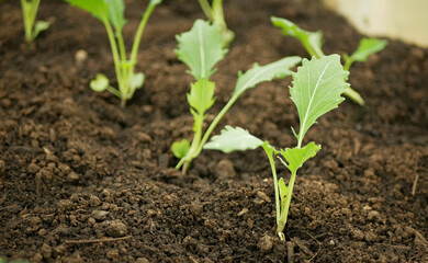 Kohlrabi greenhouse foil seedlings young planting tuber bio detail field lettuce spinach root crop turnip German white farm farming garden stem growing organic Brassica oleracea gongylodes Europe