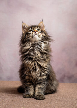  A cat with a beautiful color pose for a photo. The breed of the cat is the Maine Coon