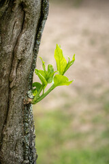 Nachhaltigkeit - Sprössling an Baum