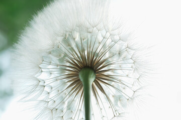 Dandelion on a white green background. Freedom to Wish. Abstract Dandelion flower background. Seed macro closeup. Soft focus. Silhouette fluffy flower. Nature background with dandelion. Fragility