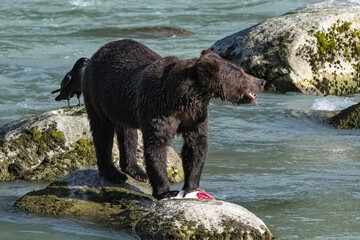 A grizzly eating salmon in the river in Alaska before winter 

