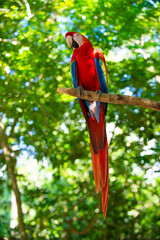photo of ara macaw parrot with long tail in zoo. ara macaw parrot bird. ara macaw parrot outdor. © be free
