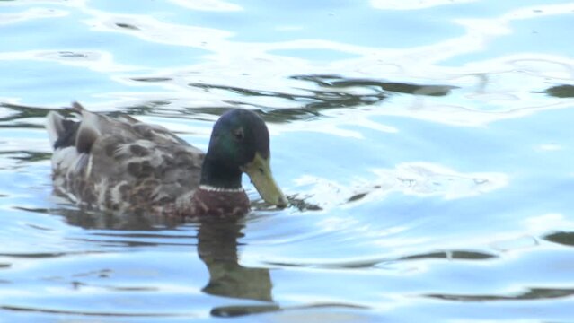 Ducks swimming around in a marina