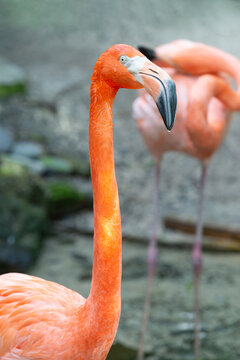 exotic flamingo bird outdoor. image of flamingo bird in nature. flamingo bird in wildlife.