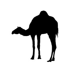 Camel silhouette, dromedary - vector illustration