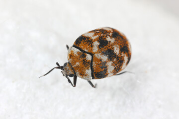 Varied carpet beetle, Anthrenus verbasci. Home and storage pest of natural animal raw materials - leather, wool, hair. Adult, Dermestidae on silk fabric.