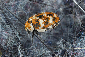 Varied carpet beetle, Anthrenus verbasci. Home and storage pest. The larva of this beetle is a pest...