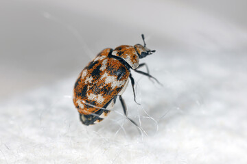 Varied carpet beetle, Anthrenus verbasci. Home and storage pest of natural animal raw materials - leather, wool, hair. Adult, Dermestidae on silk fabric. Side view.