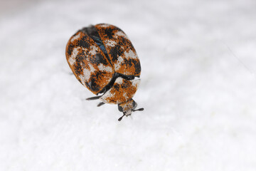 Varied carpet beetle, Anthrenus verbasci. Home and storage pest of natural animal raw materials - leather, wool, hair. Adult, Dermestidae on silk fabric. Ready to fly.