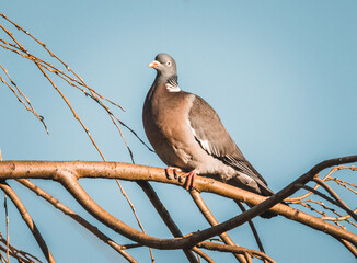 Common wood pigeon sits on a branch in the sunset. Close-up common woodpigeon portrait. Bird with...