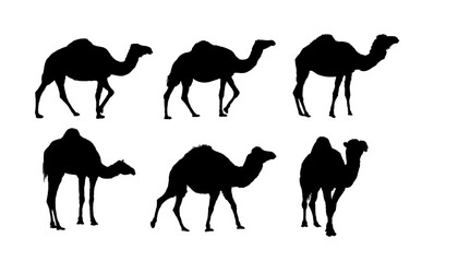  Set of camel, dromedary, animal, contour, silhouette, black, isolated, vector, stroke