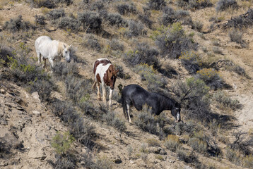Fototapeta premium Wild Horses in the Wyoming Desert in Autumn