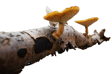 The selected PNG image features a tree branch with two winter polypore mushrooms growing on it, set against a transparent background. 