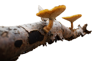 The selected PNG image features a tree branch with two winter polypore mushrooms growing on it, set against a transparent background. 