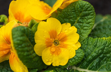 Macro photography of a yellow primrose-willow flower with some raindrops on it