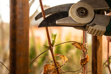 Pruning the clematis plant with secateurs in spring
