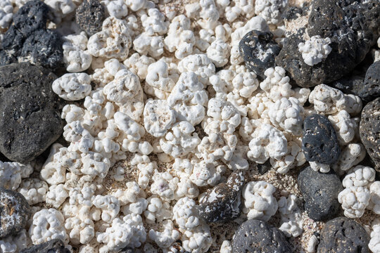 Black pebbles and white broken corals, Fuerteventura