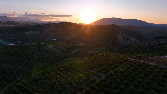 4k Aerial drone view of Olive tree fiel for the production of olive oil, Andalusia, south Spain.