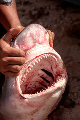 Fisherman's hands opening the toothy mouth of a shark fish close-up