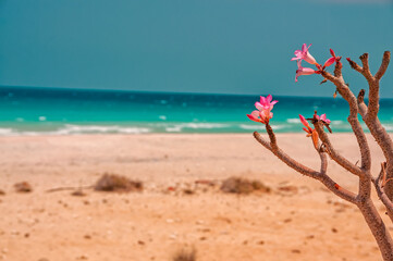 Fototapeta na wymiar Branches with bright pink flowers of a bottle tree against the backdrop of the emerald water of the Indian Ocean. Endemic flowering on an island in the Indian Ocean.